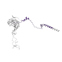 The deposited structure of PDB entry 5lzz contains 1 copy of Pfam domain PF14374 (60S ribosomal protein L4 C-terminal domain) in Large ribosomal subunit protein uL4. Showing 1 copy in chain C.
