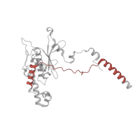 The deposited structure of PDB entry 5lzz contains 1 copy of Pfam domain PF14204 (Ribosomal L18 C-terminal region) in Ribosomal protein L5 eukaryotic C-terminal domain-containing protein. Showing 1 copy in chain D.