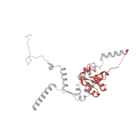 The deposited structure of PDB entry 5lzz contains 1 copy of Pfam domain PF01248 (Ribosomal protein L7Ae/L30e/S12e/Gadd45 family) in 60S ribosomal protein L7a. Showing 1 copy in chain G.