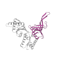 The deposited structure of PDB entry 5lzz contains 1 copy of Pfam domain PF03463 (eRF1 domain 1) in Protein pelota homolog. Showing 1 copy in chain HC [auth ii].
