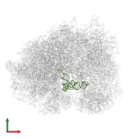 P-site tRNA in PDB entry 5lzz, assembly 1, front view.