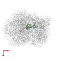P-site tRNA in PDB entry 5lzz, assembly 1, top view.