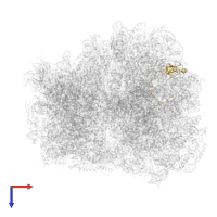 Large ribosomal subunit protein uL15 in PDB entry 5m1j, assembly 1, top view.