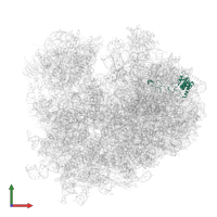 Large ribosomal subunit protein eL18A in PDB entry 5m1j, assembly 1, front view.