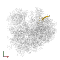 Large ribosomal subunit protein eL21A in PDB entry 5m1j, assembly 1, front view.