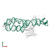 Human gene for small cytoplasmic 7SL RNA (7L30.1) in PDB entry 5m73, assembly 2, front view.