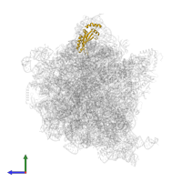 Large ribosomal subunit protein uL5 in PDB entry 5mdw, assembly 1, side view.