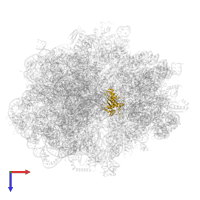 Large ribosomal subunit protein uL5 in PDB entry 5mdw, assembly 1, top view.