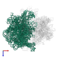 23S ribosomal RNA in PDB entry 5mdz, assembly 1, top view.