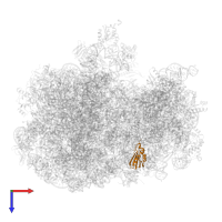 Small ribosomal subunit protein uS11c in PDB entry 5mmm, assembly 1, top view.