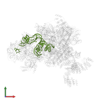 U5 snRNA in PDB entry 5mps, assembly 1, front view.