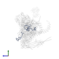 Homo sapiens RNA, U6 small nuclear 1 (RNU6-1), small nuclear RNA in PDB entry 5mqf, assembly 1, side view.