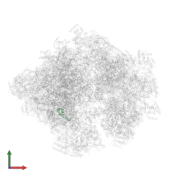 Large ribosomal subunit protein bL35m in PDB entry 5mrc, assembly 1, front view.