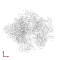 Large ribosomal subunit protein bL36m in PDB entry 5mrc, assembly 1, front view.