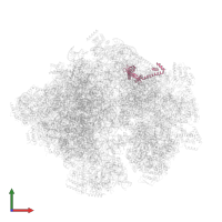 Small ribosomal subunit protein uS17m in PDB entry 5mrc, assembly 1, front view.