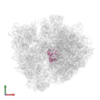 Large ribosomal subunit protein uL2 in PDB entry 5ndj, assembly 2, front view.