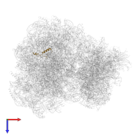 Large ribosomal subunit protein eL39 in PDB entry 5ndv, assembly 2, top view.