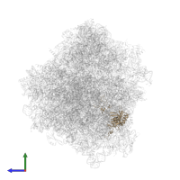 Large ribosomal subunit protein uL3 in PDB entry 5ndw, assembly 1, side view.