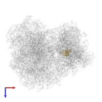 Small ribosomal subunit protein uS17A in PDB entry 5ndw, assembly 1, top view.