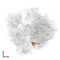 Large ribosomal subunit protein bL19 in PDB entry 5njt, assembly 1, front view.