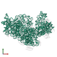 16S ribosomal RNA in PDB entry 5no2, assembly 1, front view.