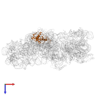 Small ribosomal subunit protein uS4 in PDB entry 5no2, assembly 1, top view.