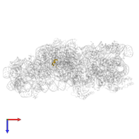 Small ribosomal subunit protein uS12 in PDB entry 5no4, assembly 1, top view.