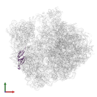 Small ribosomal subunit protein uS5 in PDB entry 5np6, assembly 1, front view.