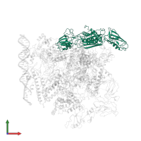 DNA-directed RNA polymerase subunit alpha in PDB entry 5nsr, assembly 1, front view.