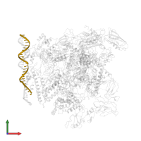 Non-Template promoter DNA in PDB entry 5nsr, assembly 1, front view.