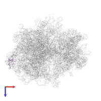 Large ribosomal subunit protein uL24 in PDB entry 5o2r, assembly 1, top view.