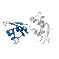 The deposited structure of PDB entry 5o60 contains 1 copy of CATH domain 3.30.1550.10 (Ribosomal protein L11, N-terminal domain) in Large ribosomal subunit protein uL11. Showing 1 copy in chain K [auth J].