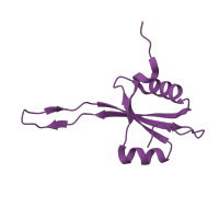 The deposited structure of PDB entry 5o60 contains 1 copy of CATH domain 3.30.70.330 (Alpha-Beta Plaits) in Large ribosomal subunit protein uL23. Showing 1 copy in chain V [auth U].