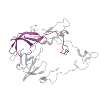 The deposited structure of PDB entry 5o60 contains 1 copy of Pfam domain PF00181 (Ribosomal Proteins L2, RNA binding domain) in Large ribosomal subunit protein uL2. Showing 1 copy in chain D [auth C].