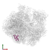 Large ribosomal subunit protein bL17 in PDB entry 5o61, assembly 1, front view.