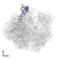 5S ribosomal RNA in PDB entry 5o61, assembly 1, front view.