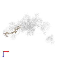 Homo sapiens U5 A small nuclear RNA in PDB entry 5o9z, assembly 1, top view.