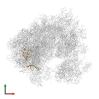 Large ribosomal subunit protein eL13A in PDB entry 5obm, assembly 2, front view.