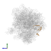 Large ribosomal subunit protein eL13A in PDB entry 5obm, assembly 2, side view.