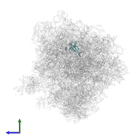Large ribosomal subunit protein uL22A in PDB entry 5obm, assembly 2, side view.