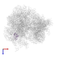 Large ribosomal subunit protein eL20A in PDB entry 5obm, assembly 2, top view.