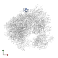 Large ribosomal subunit protein eL22A in PDB entry 5obm, assembly 2, front view.
