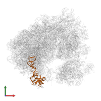 5S ribosomal RNA in PDB entry 5obm, assembly 2, front view.