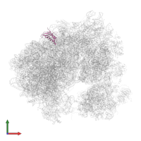 Large ribosomal subunit protein eL31A in PDB entry 5obm, assembly 2, front view.