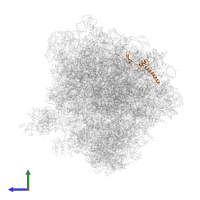 Large ribosomal subunit protein eL34A in PDB entry 5obm, assembly 2, side view.