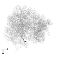 Large ribosomal subunit protein eL40A in PDB entry 5obm, assembly 2, top view.