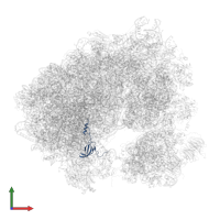 Large ribosomal subunit protein eL42A in PDB entry 5obm, assembly 2, front view.