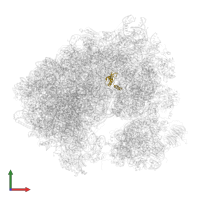 Large ribosomal subunit protein eL43A in PDB entry 5obm, assembly 2, front view.