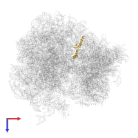 Large ribosomal subunit protein eL43A in PDB entry 5obm, assembly 2, top view.