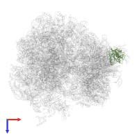 Small ribosomal subunit protein uS2A in PDB entry 5obm, assembly 2, top view.
